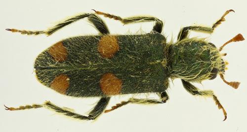 Réf. 273 006 : Trichodes sipylus praetentus